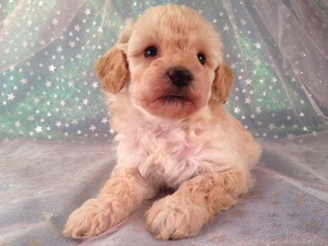 Female Bichon Poo Puppy for sale #5 Born February 5th 2013|Bichon and Poodle Breeders from Illinois and Wisconsin are welcome!